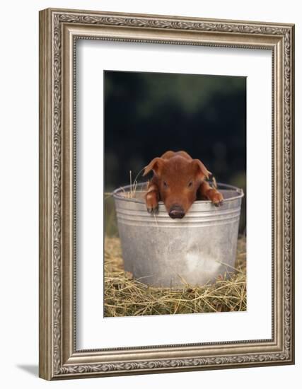 Duroc Piglet in a Pail-DLILLC-Framed Photographic Print