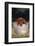 Duroc Piglet in a Pail-DLILLC-Framed Photographic Print
