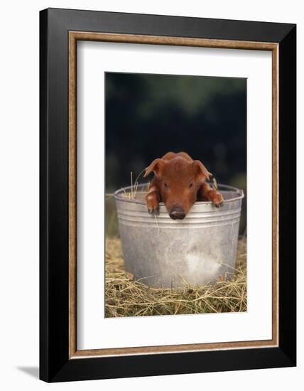 Duroc Piglet in a Pail-DLILLC-Framed Photographic Print