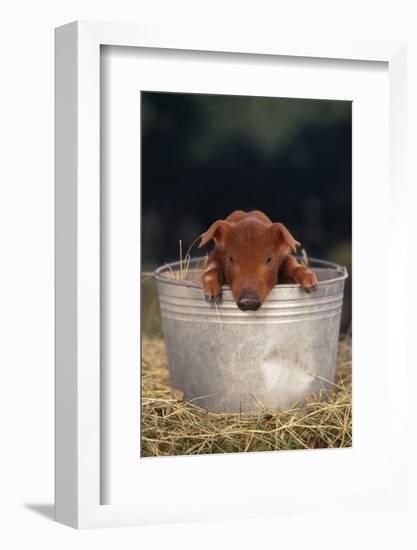 Duroc Piglet in a Pail-DLILLC-Framed Photographic Print