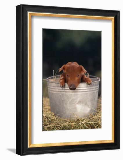 Duroc Piglet in a Pail-DLILLC-Framed Photographic Print