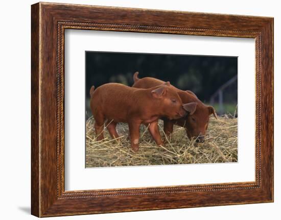 Duroc Piglets-DLILLC-Framed Photographic Print