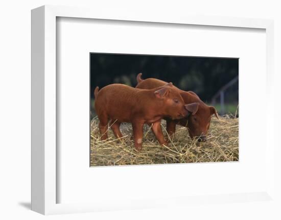 Duroc Piglets-DLILLC-Framed Photographic Print