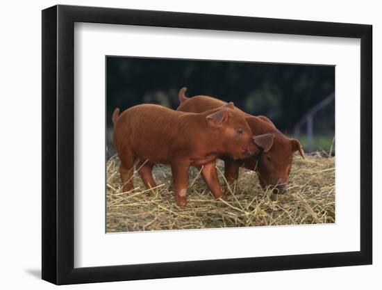 Duroc Piglets-DLILLC-Framed Photographic Print