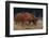 Duroc Piglets-DLILLC-Framed Photographic Print