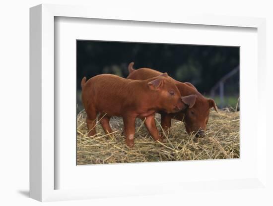 Duroc Piglets-DLILLC-Framed Photographic Print