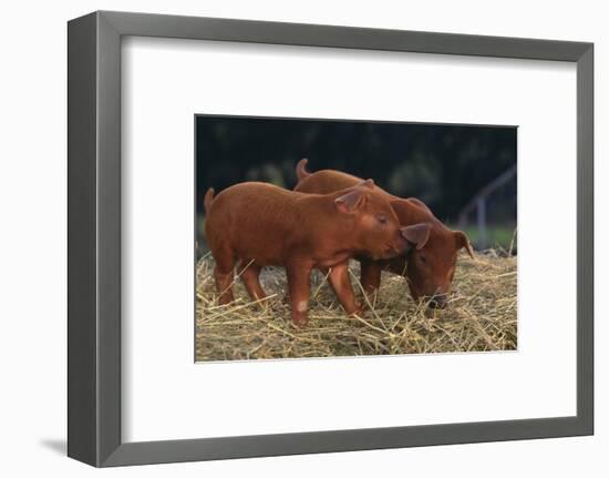 Duroc Piglets-DLILLC-Framed Photographic Print