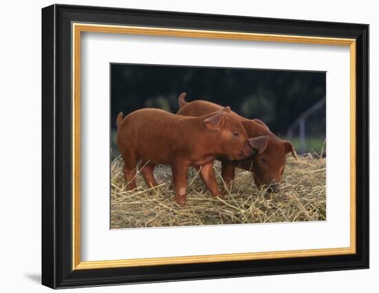 Duroc Piglets-DLILLC-Framed Photographic Print