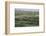 Duruji river, cow, forest, evening, road, rural, Kakheti-Sergey Orlov-Framed Photographic Print