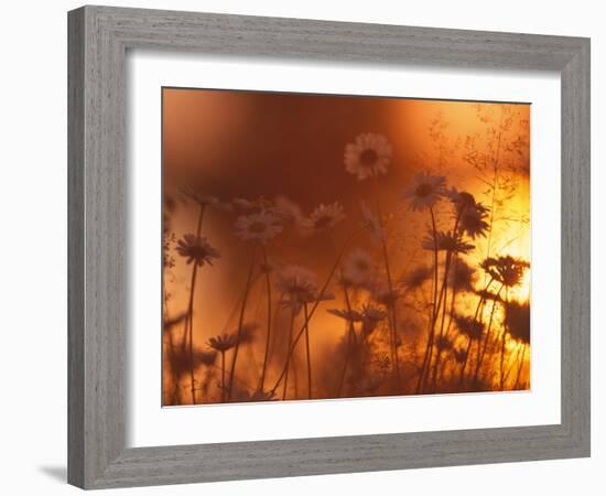 Dusk Daisies-Peter Lilja-Framed Photographic Print