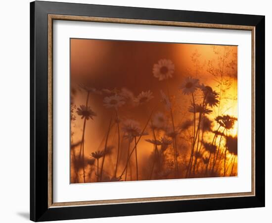 Dusk Daisies-Peter Lilja-Framed Photographic Print