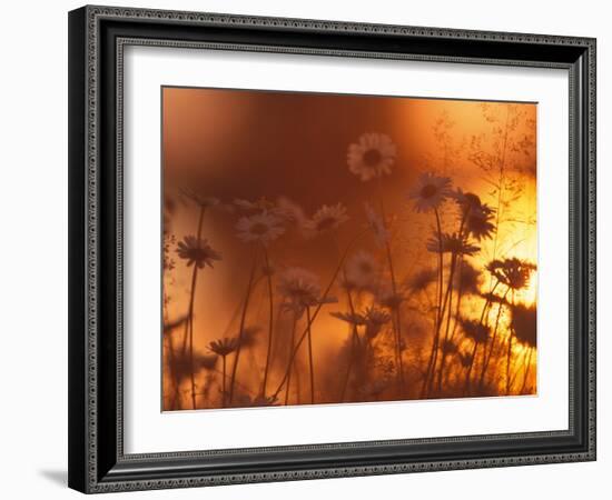 Dusk Daisies-Peter Lilja-Framed Photographic Print