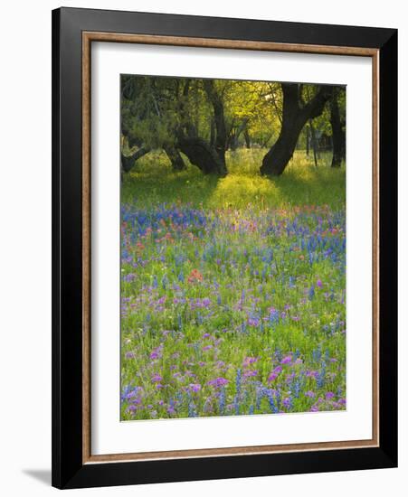 Dusk Through Oak Trees, Field of Texas Blue Bonnets and Phlox, Devine, Texas, USA-Darrell Gulin-Framed Photographic Print