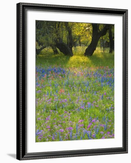 Dusk Through Oak Trees, Field of Texas Blue Bonnets and Phlox, Devine, Texas, USA-Darrell Gulin-Framed Photographic Print