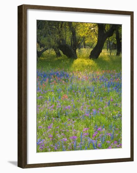Dusk Through Oak Trees, Field of Texas Blue Bonnets and Phlox, Devine, Texas, USA-Darrell Gulin-Framed Photographic Print