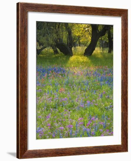 Dusk Through Oak Trees, Field of Texas Blue Bonnets and Phlox, Devine, Texas, USA-Darrell Gulin-Framed Photographic Print