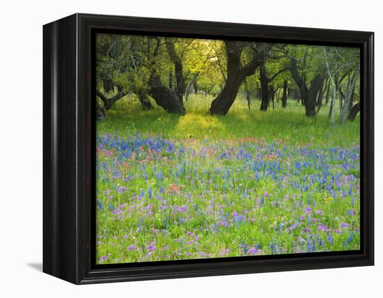 Dusk Through Oak Trees, Field of Texas Blue Bonnets and Phlox, Devine, Texas, USA-Darrell Gulin-Framed Premier Image Canvas