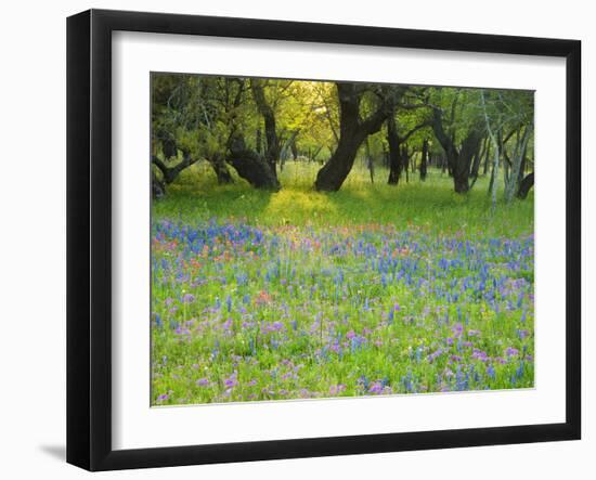 Dusk Through Oak Trees, Field of Texas Blue Bonnets and Phlox, Devine, Texas, USA-Darrell Gulin-Framed Photographic Print