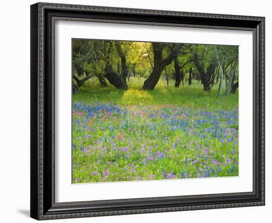 Dusk Through Oak Trees, Field of Texas Blue Bonnets and Phlox, Devine, Texas, USA-Darrell Gulin-Framed Photographic Print