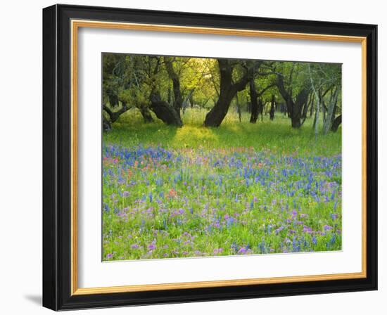 Dusk Through Oak Trees, Field of Texas Blue Bonnets and Phlox, Devine, Texas, USA-Darrell Gulin-Framed Photographic Print