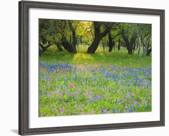 Dusk Through Oak Trees, Field of Texas Blue Bonnets and Phlox, Devine, Texas, USA-Darrell Gulin-Framed Photographic Print