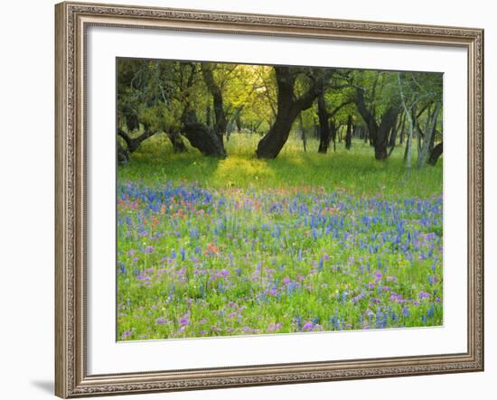 Dusk Through Oak Trees, Field of Texas Blue Bonnets and Phlox, Devine, Texas, USA-Darrell Gulin-Framed Photographic Print