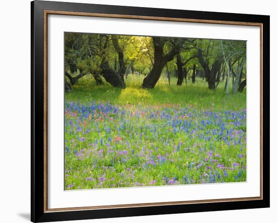 Dusk Through Oak Trees, Field of Texas Blue Bonnets and Phlox, Devine, Texas, USA-Darrell Gulin-Framed Photographic Print