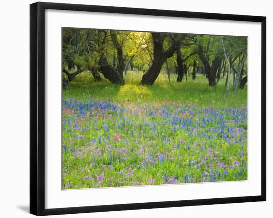 Dusk Through Oak Trees, Field of Texas Blue Bonnets and Phlox, Devine, Texas, USA-Darrell Gulin-Framed Photographic Print