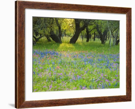 Dusk Through Oak Trees, Field of Texas Blue Bonnets and Phlox, Devine, Texas, USA-Darrell Gulin-Framed Photographic Print