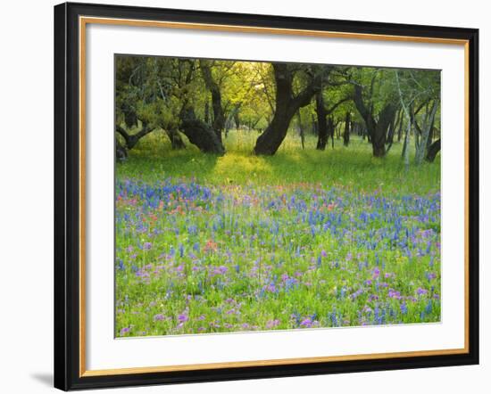 Dusk Through Oak Trees, Field of Texas Blue Bonnets and Phlox, Devine, Texas, USA-Darrell Gulin-Framed Photographic Print