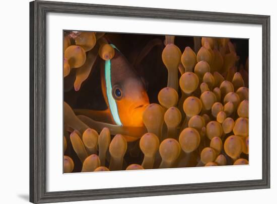 Dusky Anenomefish (Amphiprion Melanomas) Dominant Female-Louise Murray-Framed Photographic Print