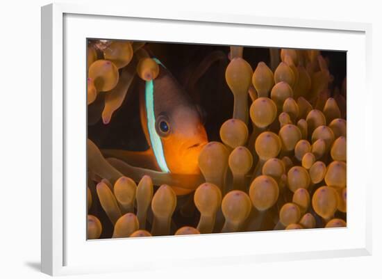 Dusky Anenomefish (Amphiprion Melanomas) Dominant Female-Louise Murray-Framed Photographic Print