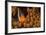 Dusky Anenomefish (Amphiprion Melanomas) Dominant Female-Louise Murray-Framed Photographic Print