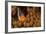 Dusky Anenomefish (Amphiprion Melanomas) Dominant Female-Louise Murray-Framed Photographic Print