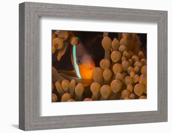 Dusky Anenomefish (Amphiprion Melanomas) Dominant Female-Louise Murray-Framed Photographic Print