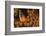 Dusky Anenomefish (Amphiprion Melanomas) Dominant Female-Louise Murray-Framed Photographic Print