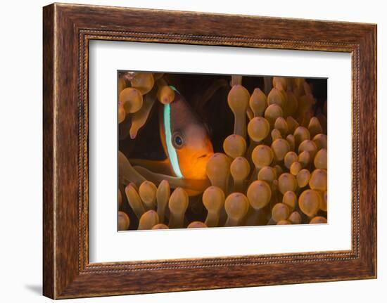 Dusky Anenomefish (Amphiprion Melanomas) Dominant Female-Louise Murray-Framed Photographic Print