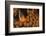 Dusky Anenomefish (Amphiprion Melanomas) Dominant Female-Louise Murray-Framed Photographic Print