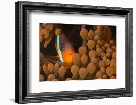 Dusky Anenomefish (Amphiprion Melanomas) Dominant Female-Louise Murray-Framed Photographic Print