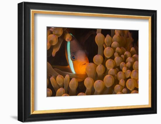 Dusky Anenomefish (Amphiprion Melanomas) Dominant Female-Louise Murray-Framed Photographic Print