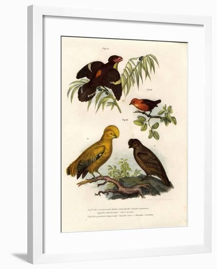 Dusky Broadbill, 1864-null-Framed Giclee Print