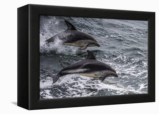 Dusky dolphin (Lagenorhynchus obscurus) jumping, Beagle Channel, Tierra del Fuego, Argentina, South-Michael Runkel-Framed Premier Image Canvas