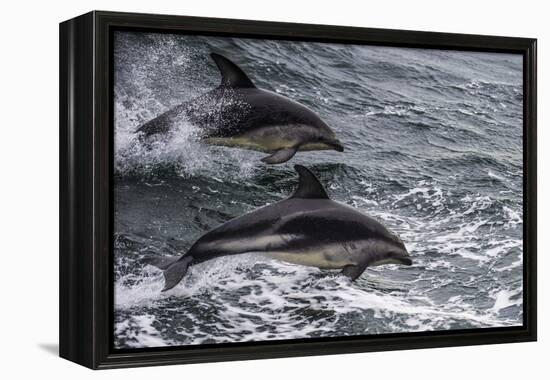 Dusky dolphin (Lagenorhynchus obscurus) jumping, Beagle Channel, Tierra del Fuego, Argentina, South-Michael Runkel-Framed Premier Image Canvas