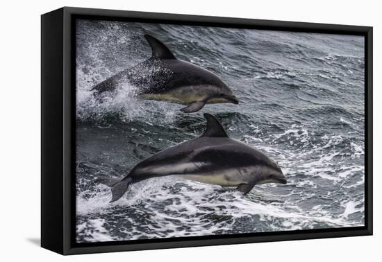 Dusky dolphin (Lagenorhynchus obscurus) jumping, Beagle Channel, Tierra del Fuego, Argentina, South-Michael Runkel-Framed Premier Image Canvas