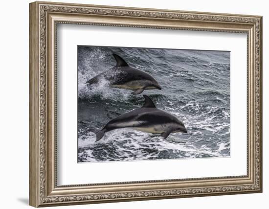 Dusky dolphin (Lagenorhynchus obscurus) jumping, Beagle Channel, Tierra del Fuego, Argentina, South-Michael Runkel-Framed Photographic Print