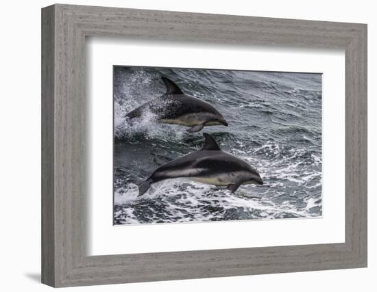 Dusky dolphin (Lagenorhynchus obscurus) jumping, Beagle Channel, Tierra del Fuego, Argentina, South-Michael Runkel-Framed Photographic Print