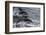 Dusky dolphin (Lagenorhynchus obscurus) jumping, Beagle Channel, Tierra del Fuego, Argentina, South-Michael Runkel-Framed Photographic Print