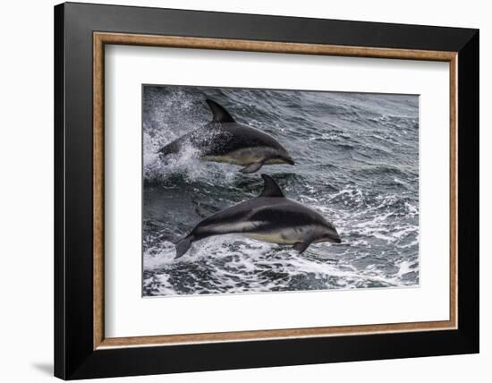 Dusky dolphin (Lagenorhynchus obscurus) jumping, Beagle Channel, Tierra del Fuego, Argentina, South-Michael Runkel-Framed Photographic Print