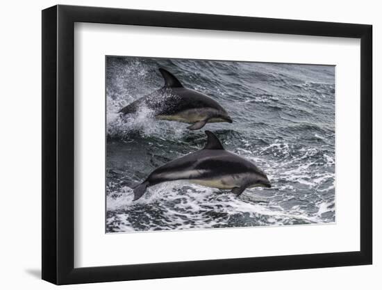 Dusky dolphin (Lagenorhynchus obscurus) jumping, Beagle Channel, Tierra del Fuego, Argentina, South-Michael Runkel-Framed Photographic Print