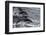 Dusky dolphin (Lagenorhynchus obscurus) jumping, Beagle Channel, Tierra del Fuego, Argentina, South-Michael Runkel-Framed Photographic Print